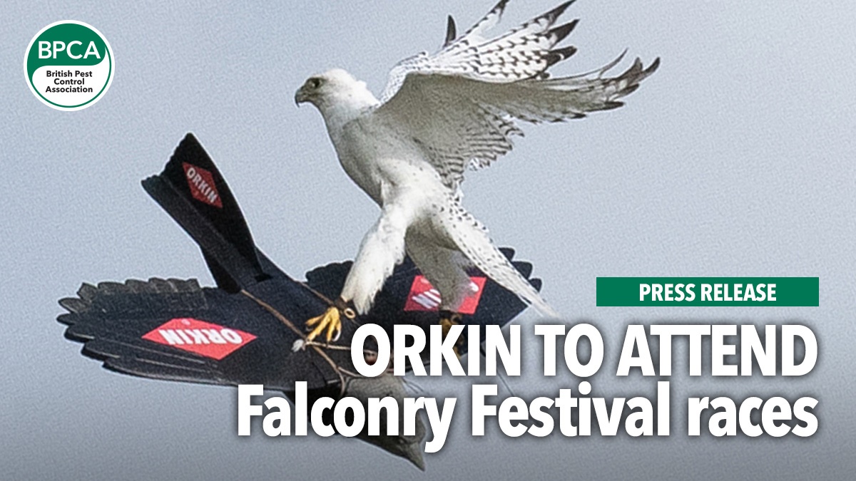 orkintoattendfalconryfestivalraces hero orkintoattendfalconryfestivalraces hero